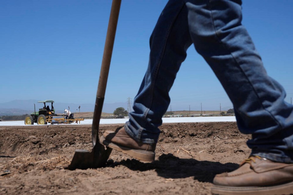 A farm worker checks the land as workers plow a strawberry field in Oxnard, California, in June. Damian Dovarganes, AP