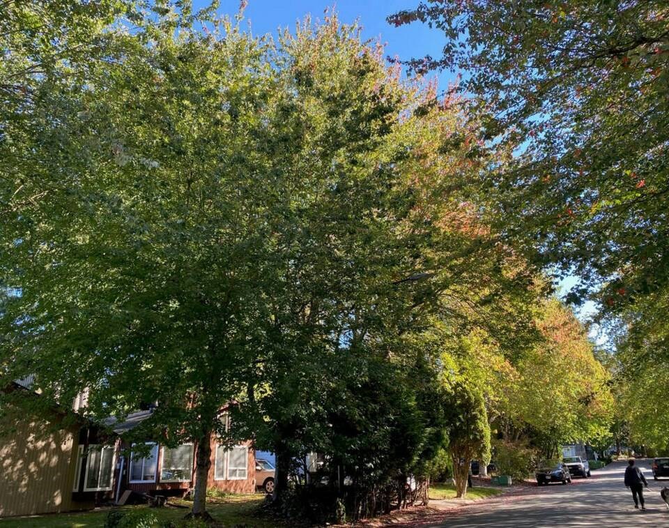 Urban trees are important in reducing heat during events like the 2021 heat dome. DELTA OPTIMIST