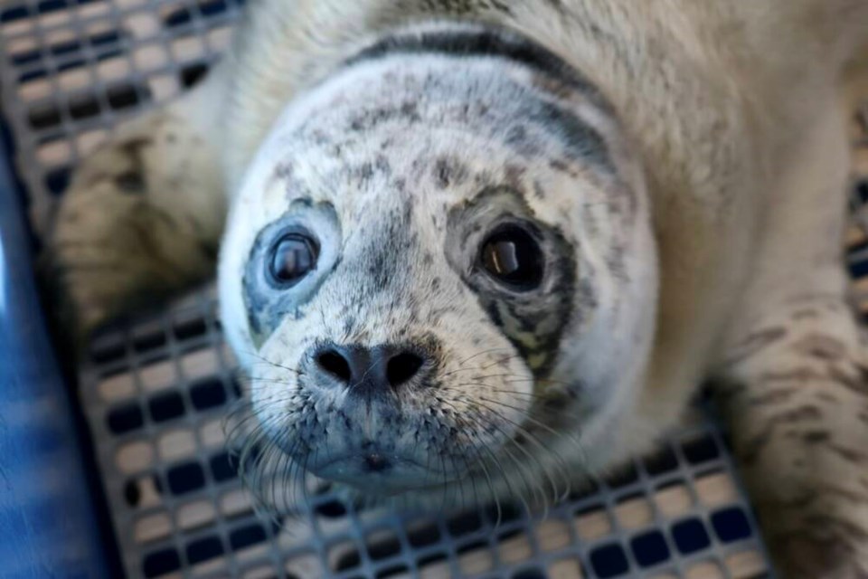 Harbour seal pup nicknamed Liza was rescued from the Sooke Harbour Marina area June 28 after she was seen without her mother for over 24 hours. She still has her full lanugo coat which is typically shed in utero and indicates that she was born prematurely. VANCOUVER AQUARIUM MARINE MAMMAL RESCUE CENTRE