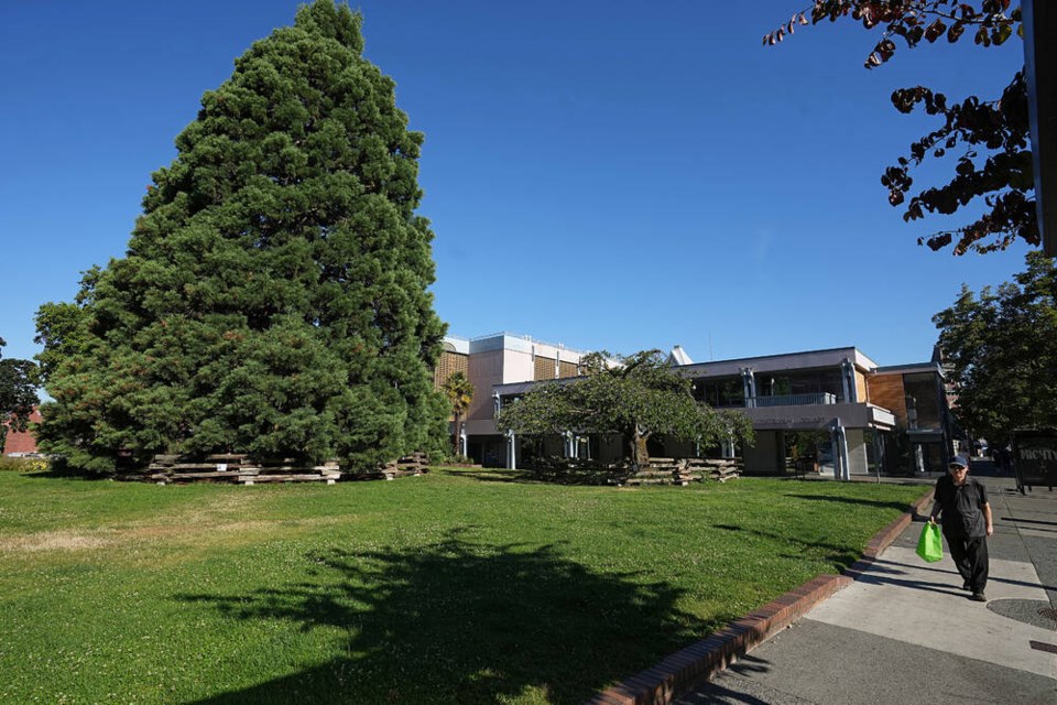 A petition last year collected more than 6,600 signatures to save the sequoia and nearby Japanese cherry tree in Centennial Square beside Victoria City Hall. ADRIAN LAM, TIMES COLONIST