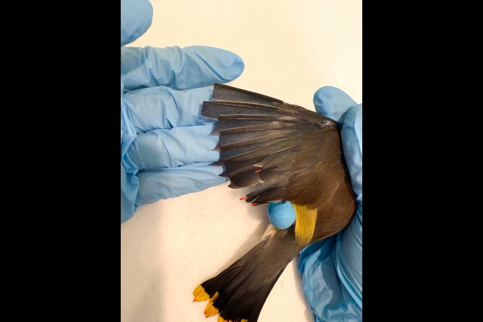The injured cedar waxwing bird will need physical therapy before being released from North Island Wildlife Recovery Centre. VIA NORTH ISLAND WILDLIFE RECOVERY CENTRE 