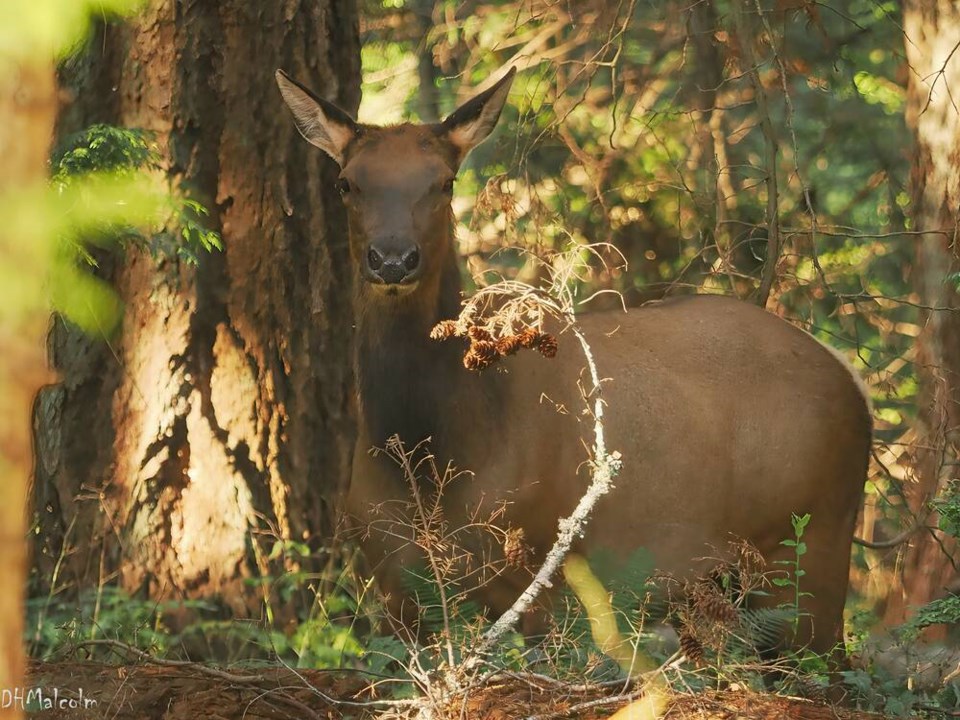 web1_colwood-elk