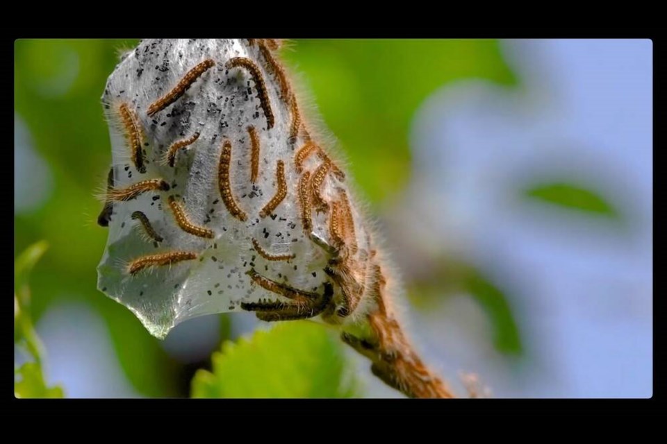 Western tent caterpillars come in big bunches every eight to 10 years, following a fairly predictable cycle of population booms and busts. 