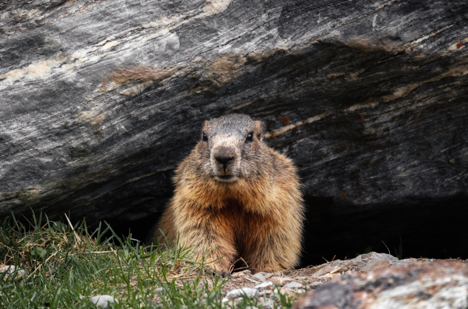 groundhog