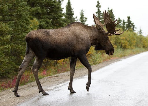 moose