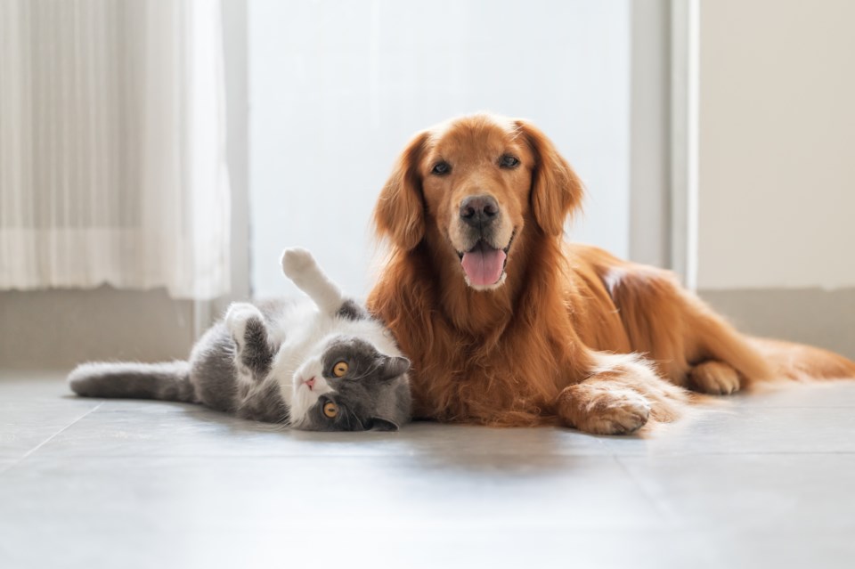 cat-and-dog