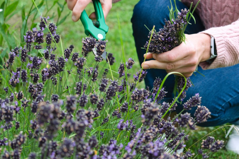 gardening