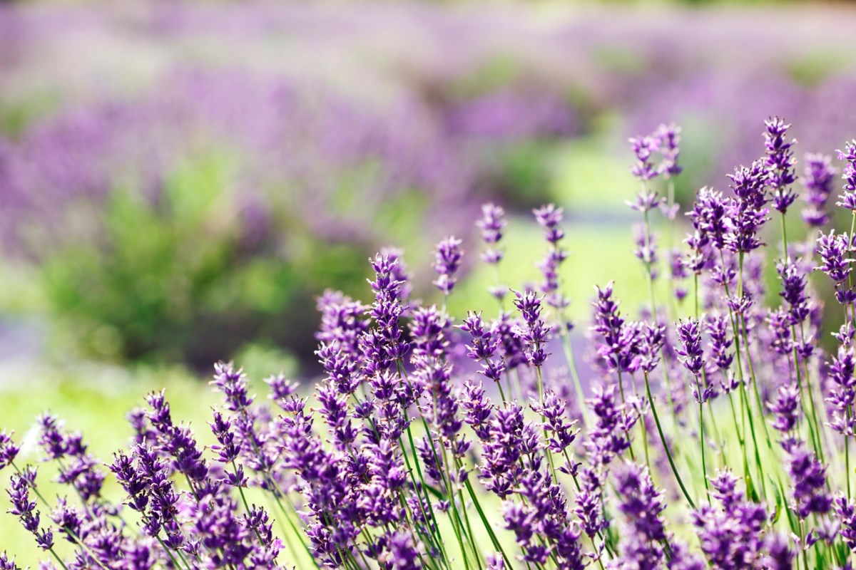 Lose yourself in a sea of purple at these Ontario lavender farms