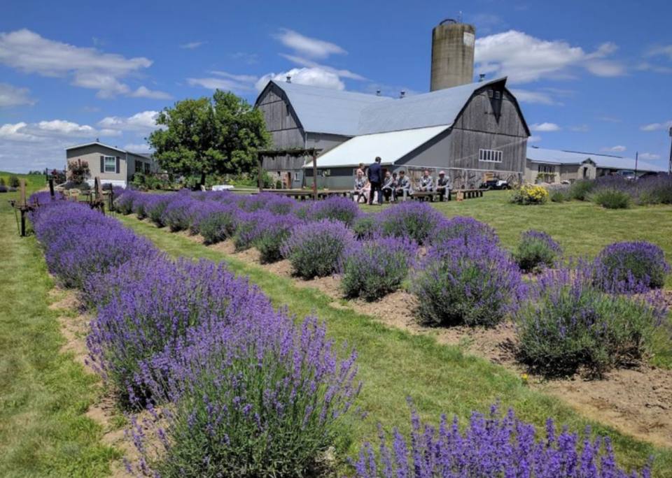 the-lavender-farm