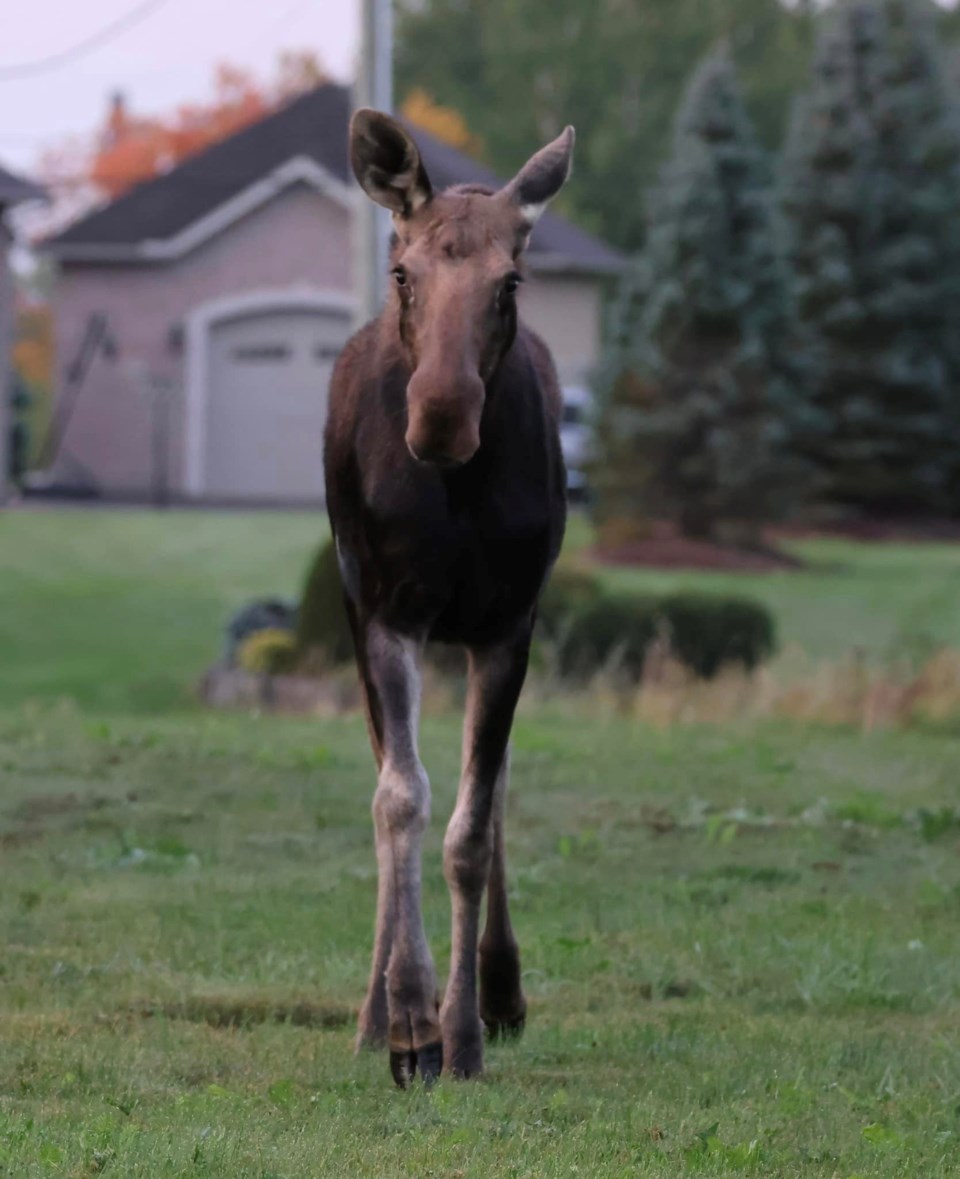 moose-1