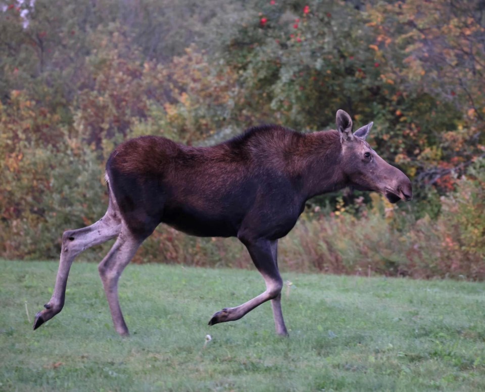 moose-2