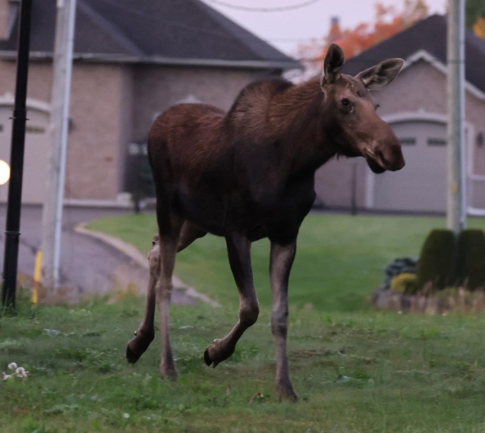 moose-5
