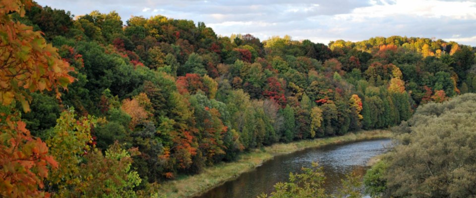 optimized-grand-land-fall-leaves
