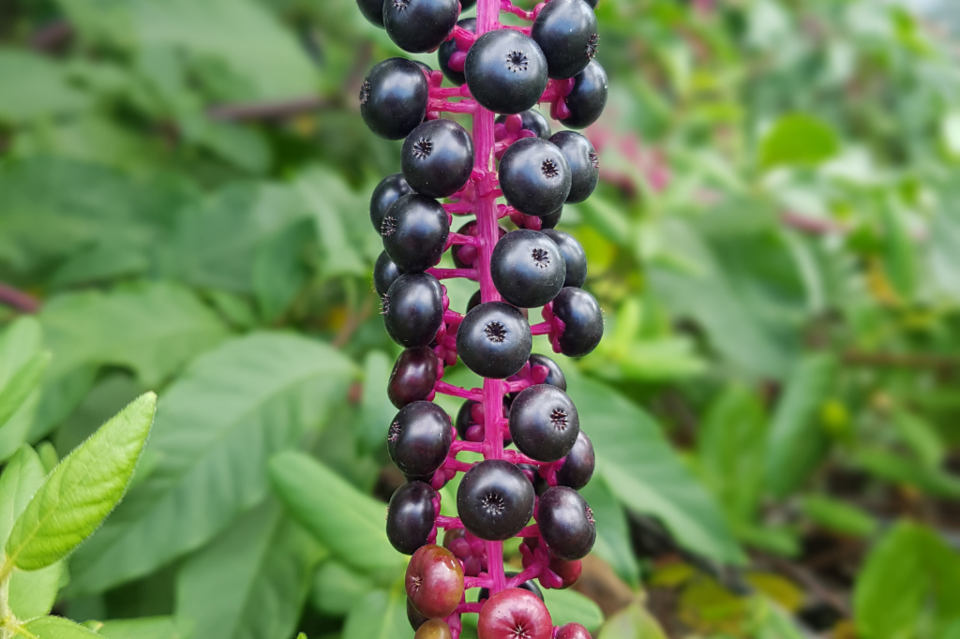 pokeweed