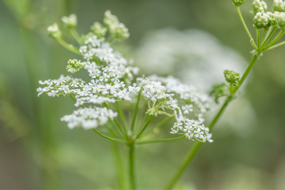 water-hemlock