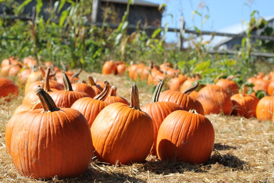 pumpkin-patch
