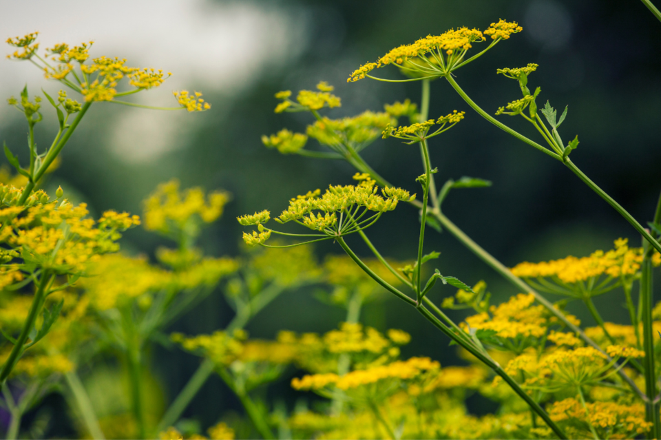 wild-parsnip