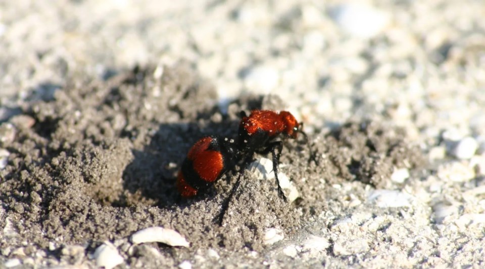 cow-killer-ant-in-ontario