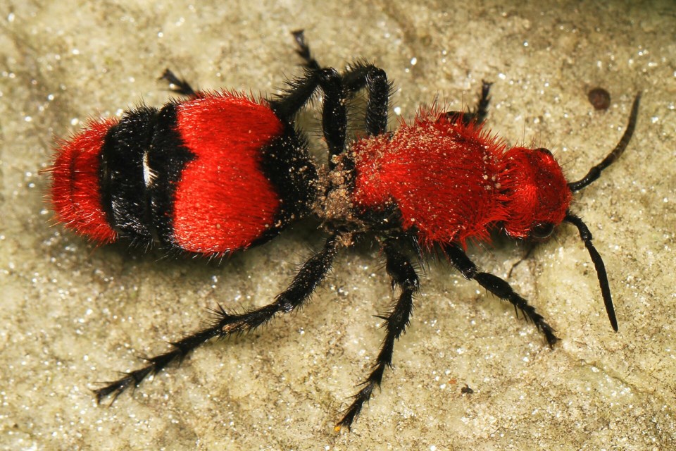 dasymutilla_occidentalis_female