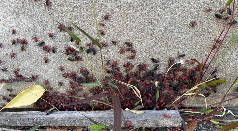 what-is-this-bug-and-is-it-invasive-to-ontario-canada-v0-yazn3ay4uuqb1