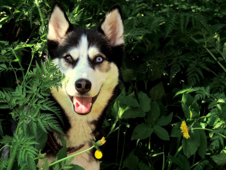 husky-1328899_1280