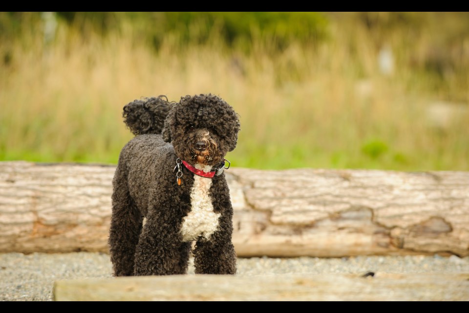 10. Portuguese Water Dog. Original job: Fisherman’s retriever and boat messenger