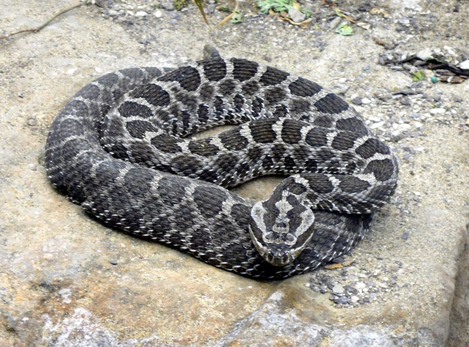 1280px-massasauga_rattlesnake