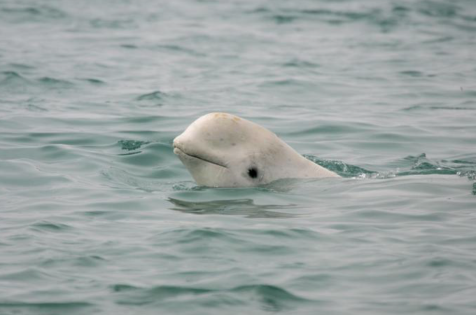 beluga-whale