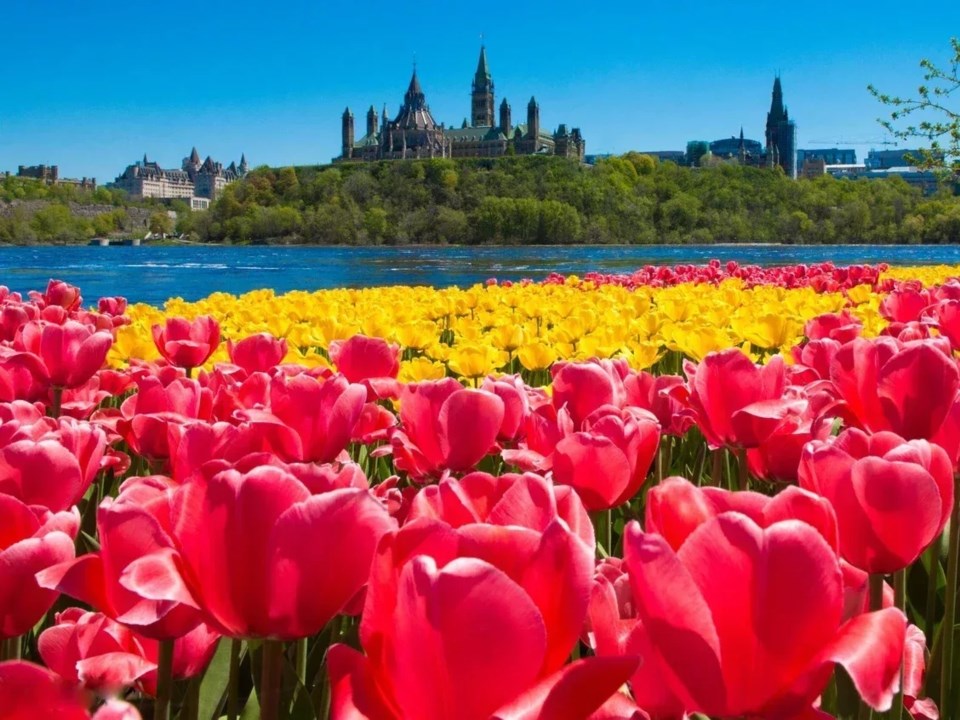 canada-tulip-festival