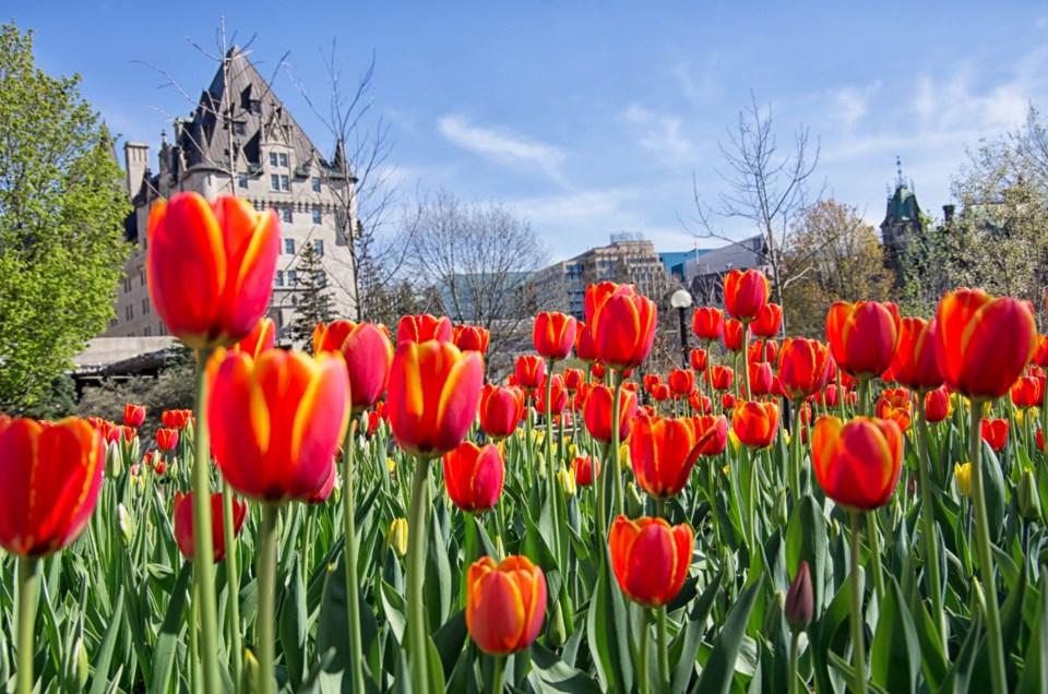 ottawa-tulip-festival