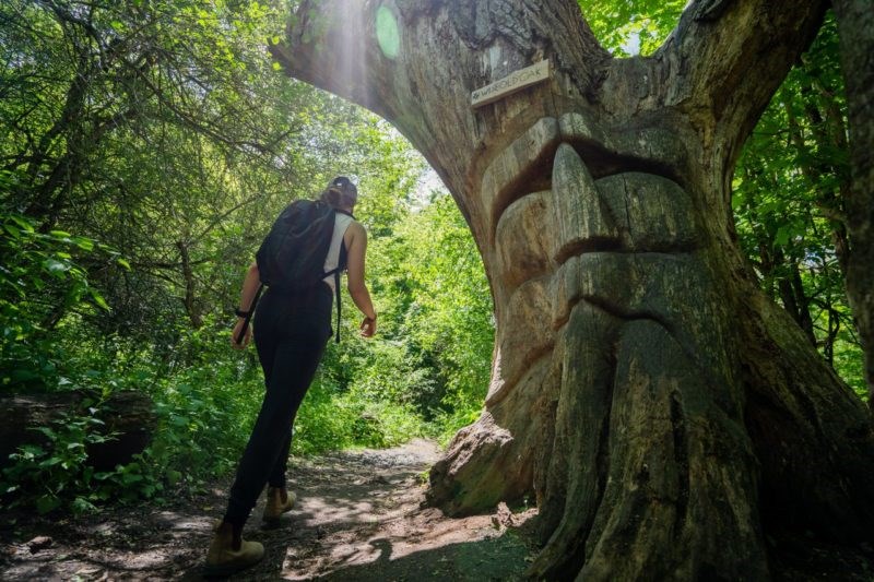 wise-old-oak