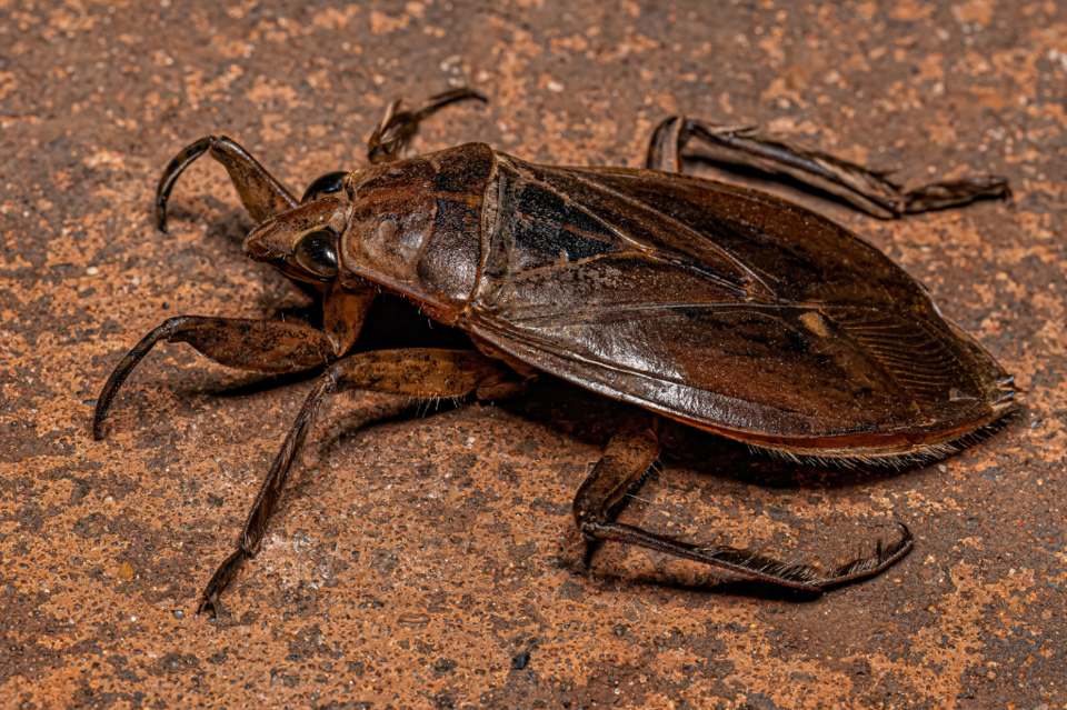 adult-water-bug