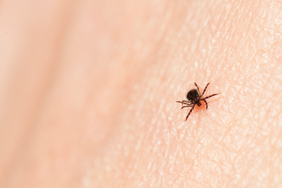 blacklegged-tick