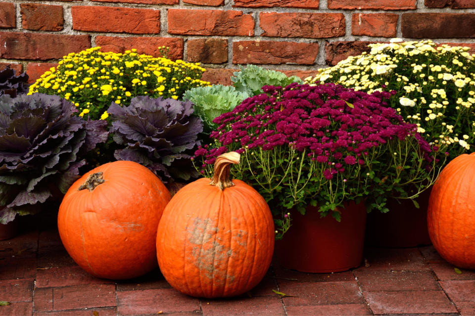 fall-flowers