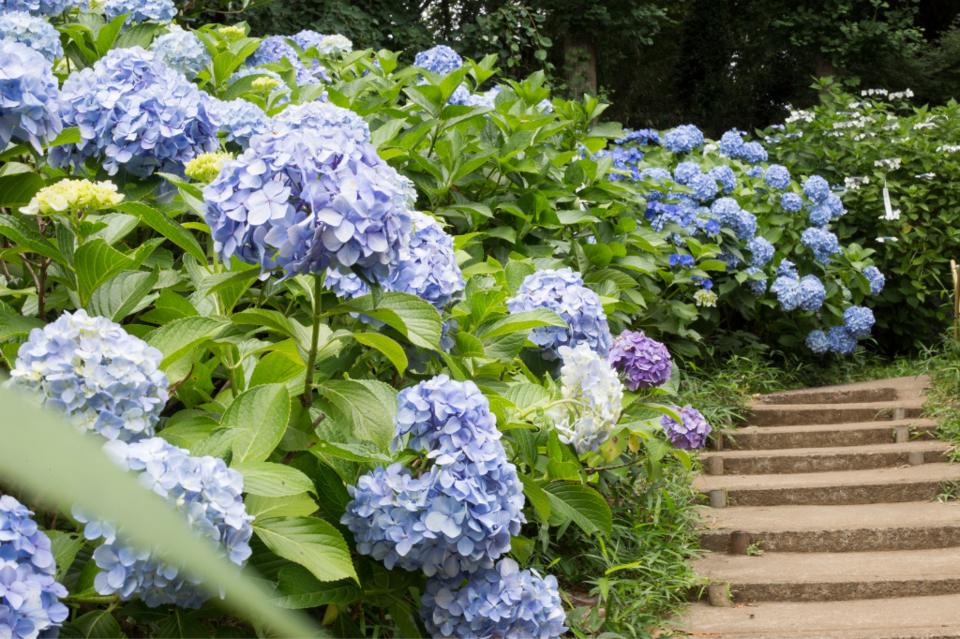 hydrangea-1