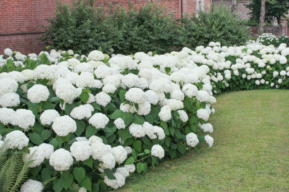 hydrangea-3