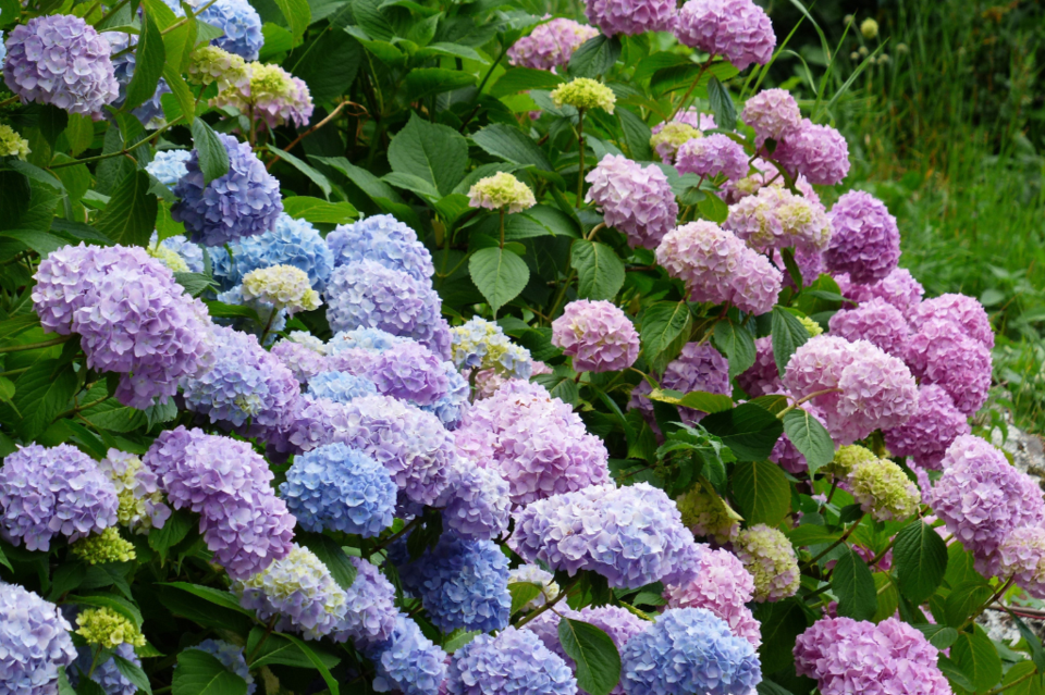 hydrangea