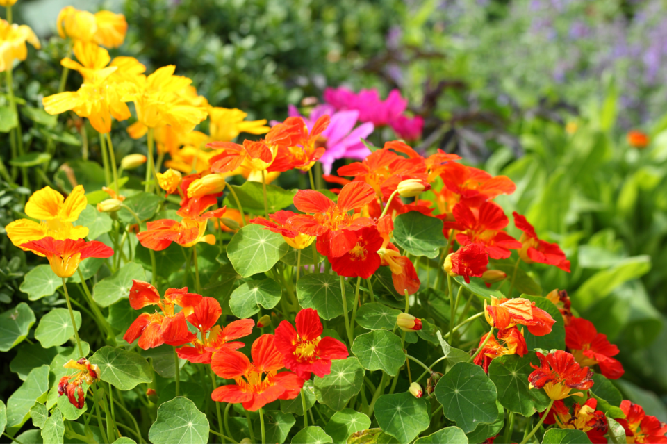 nasturtiums