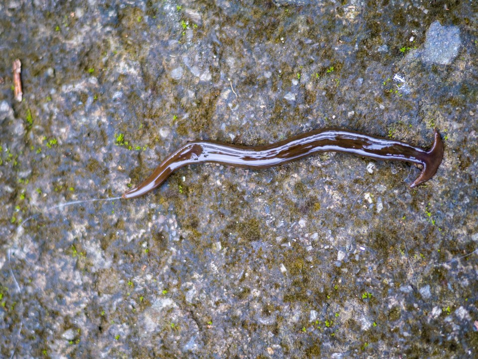hammerhead-worm
