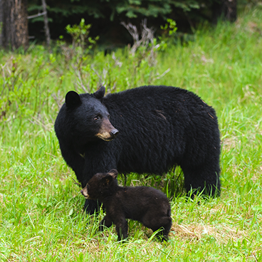 momma-bear-and-cub
