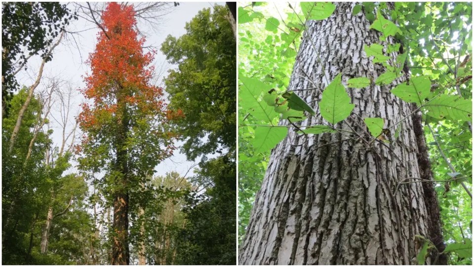 split-image-of-the-tallest-poison-ivy-plant_tcm25-750808