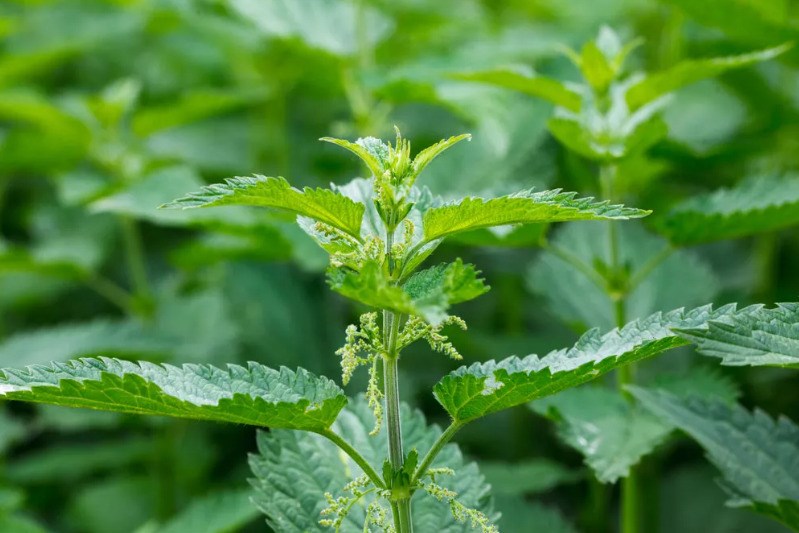 stinging-nettle