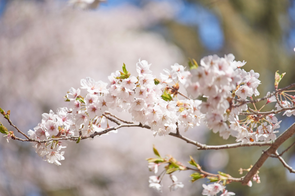 cherry-blossoms-1