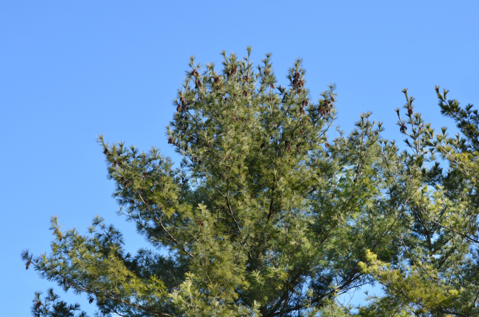 eastern-white-pine