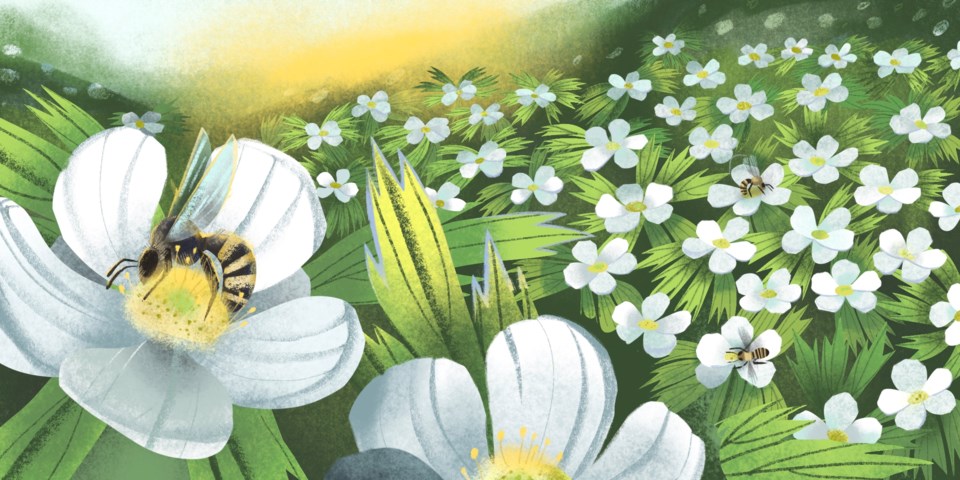 canada-anemone-and-sweat-bees_jillian-thalman