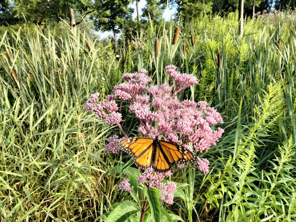 eupatorium-maculatum