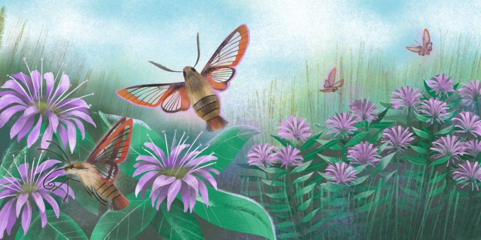 wild-bergamot-and-hummingbird-clearwing-moth_jillian-thalman