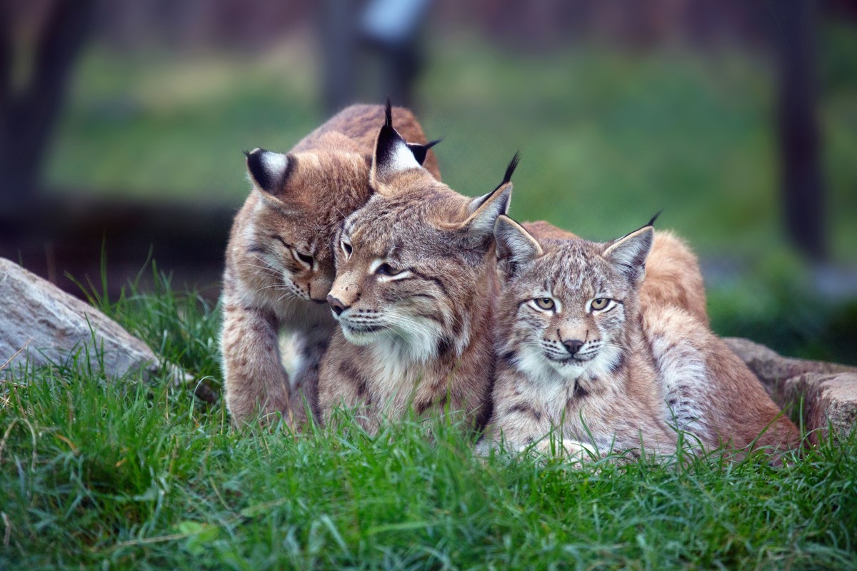 This rare video of a lynx family in Ontario is the most heartwarming ...