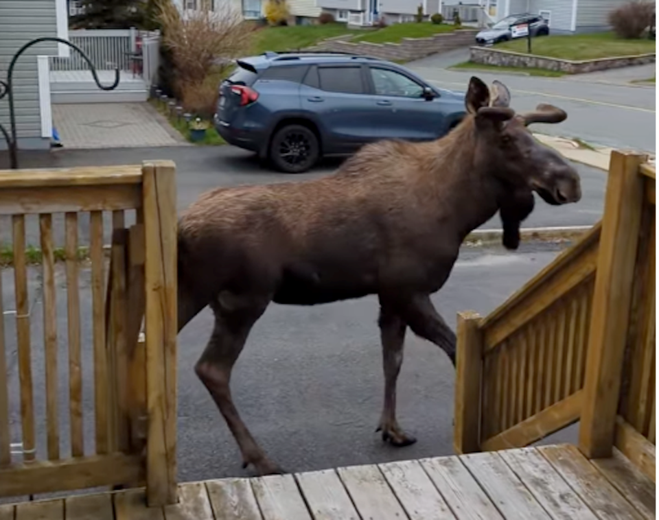 newfoundland-moose