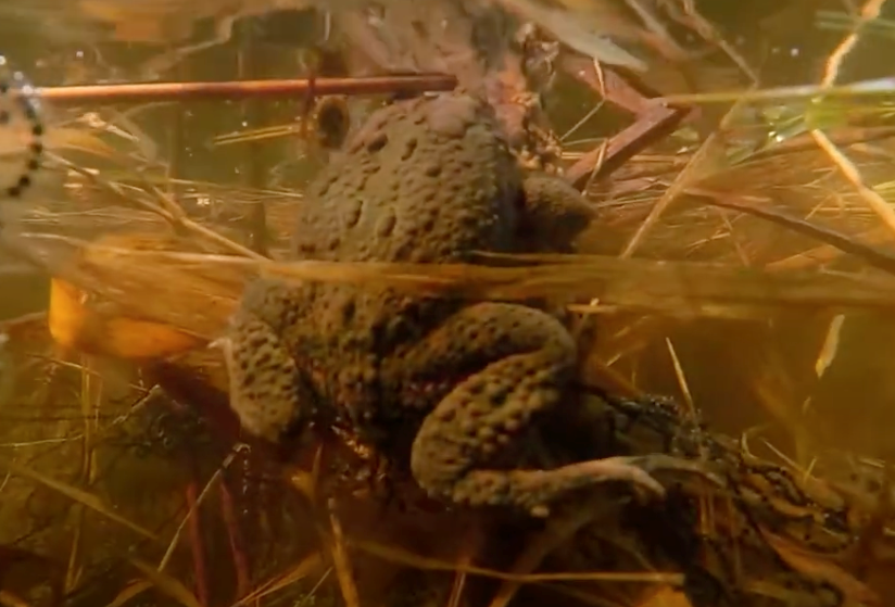 These toads were caught reproducing. And it's not what you think (Video)